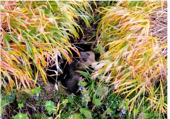 留萌市内にて「JUAVACドローンエキスパートアカデミー北海道校の留萌分校（興北建設株式会社」は、留萌管内増毛町内で出没したヒグマ2頭をドローンで空撮することに成功した。周辺住民らへの速やかな警戒呼びかけにもつながった。
